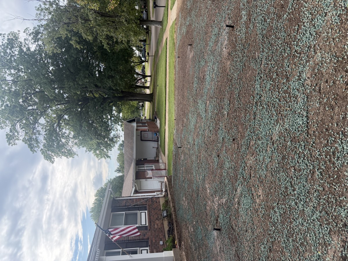Lawn renovation after photo, freshly seeded