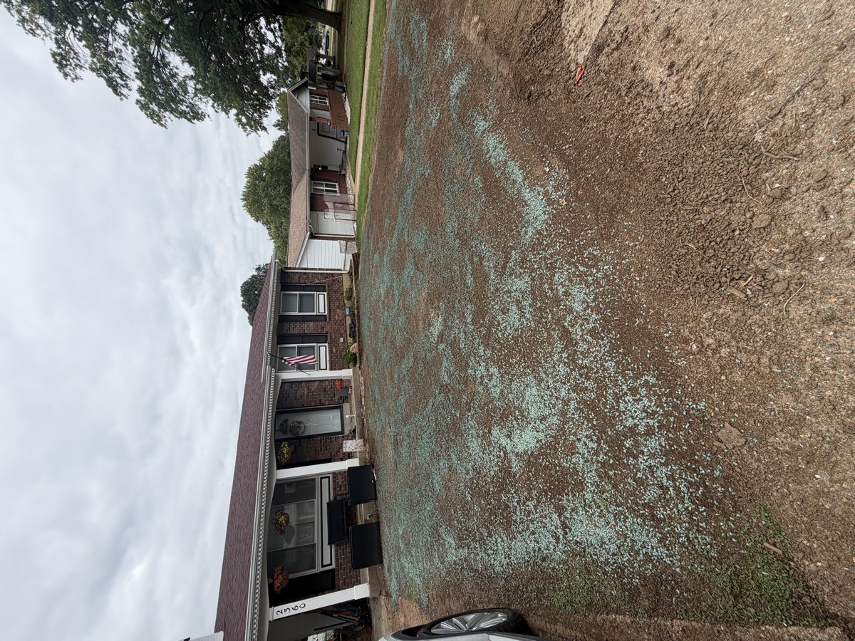 Lawn renovation during photo 2, seeding and straw mulch