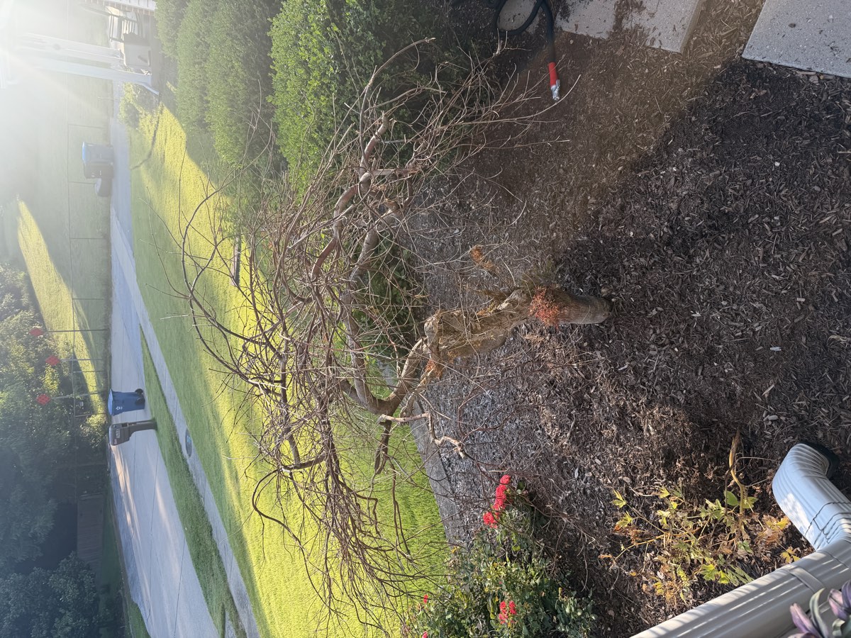 Overgrown shrub before removal photo 1