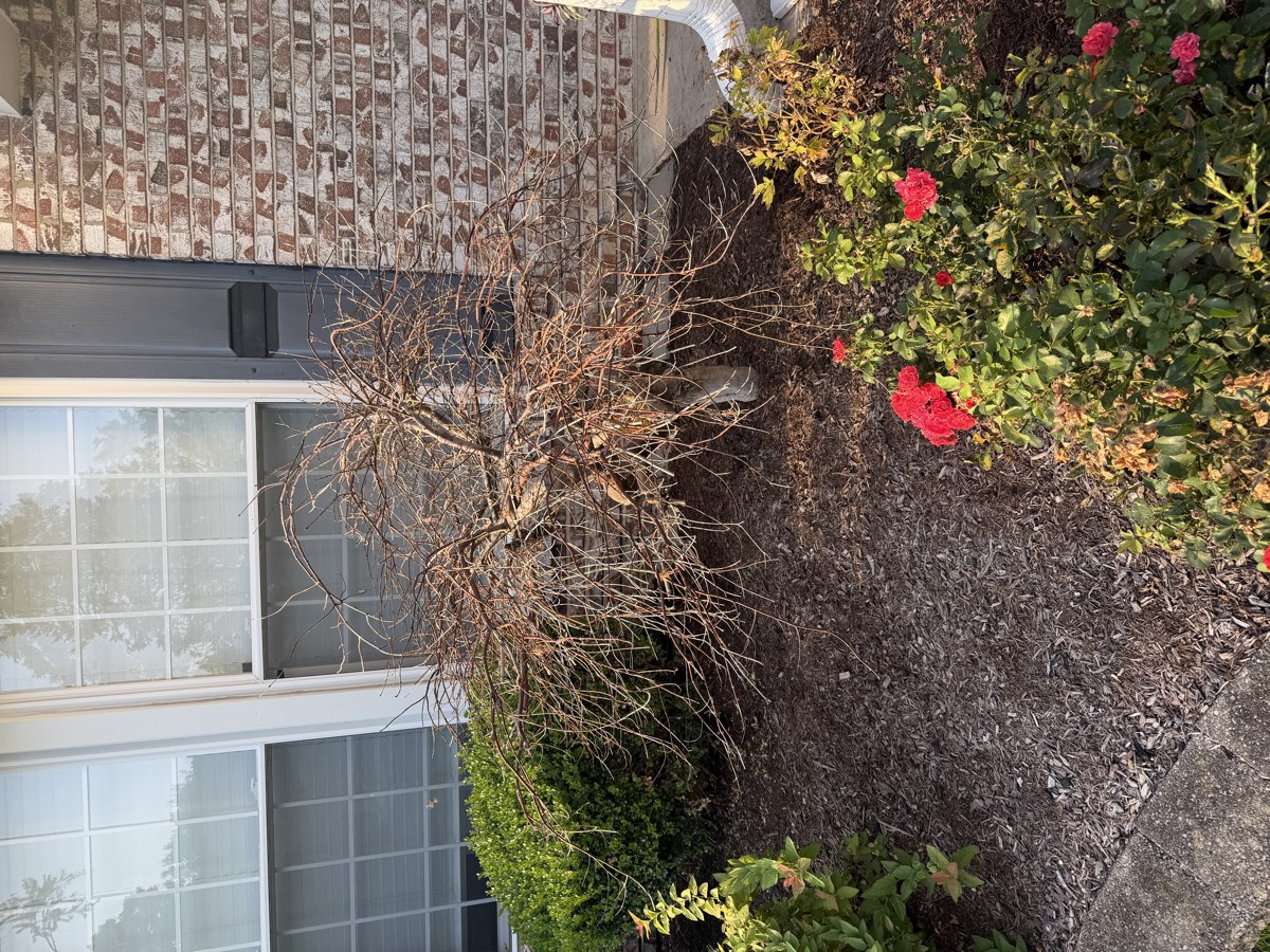 Overgrown shrub before removal photo 2