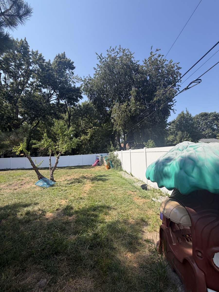 Overgrown trees and brush along backyard fence before removal photo 1