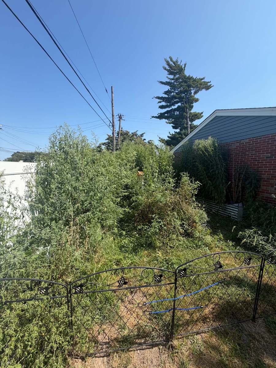 Heavy brush and small trees along fence line before removal photo 3